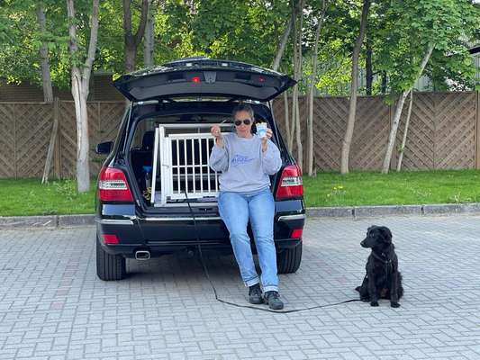 Hunde-Autositz-Beitrag-Bild