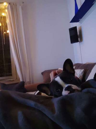 CHALLENGE NR. 19 - Der Hundeblick-Beitrag-Bild