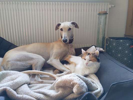 Windhunde - Treffen der besonderen Schönheiten
HERZLICH WILLKOMMEN-Beitrag-Bild