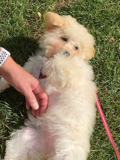 Welpen Bilder !-Beitrag-Bild