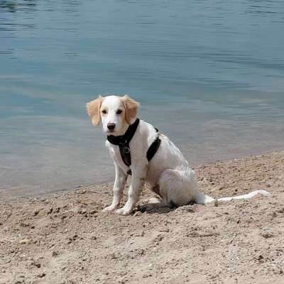 Hundetreffen-Spielen,Toben, Gassi gehen-Bild