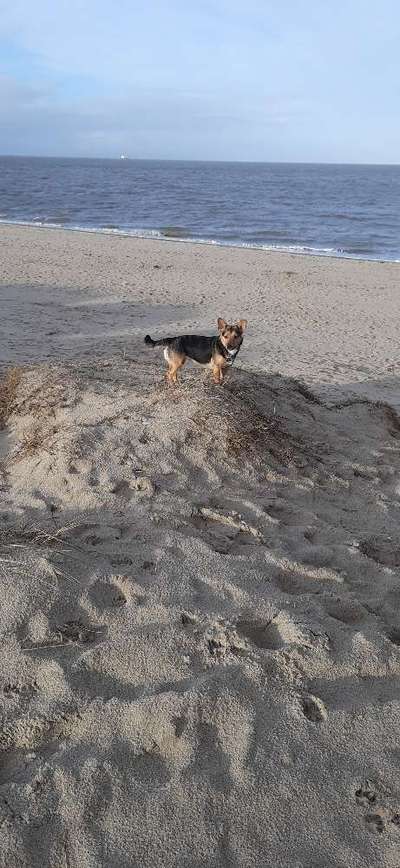 Dogorama Photo Challenge - Die besten Hundebuddys-Beitrag-Bild