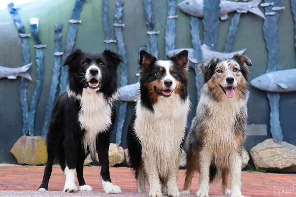 Hundetreffen-Training- oder Spielkameraden gesucht-Bild