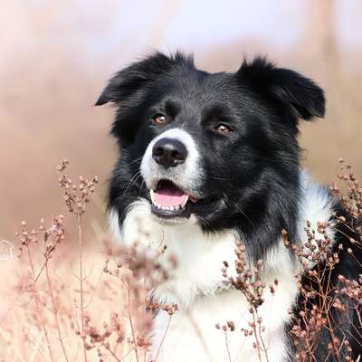 Hundetreffen-🐾 Entspannter Spaziergang & Spielrunde gesucht 🐾-Bild