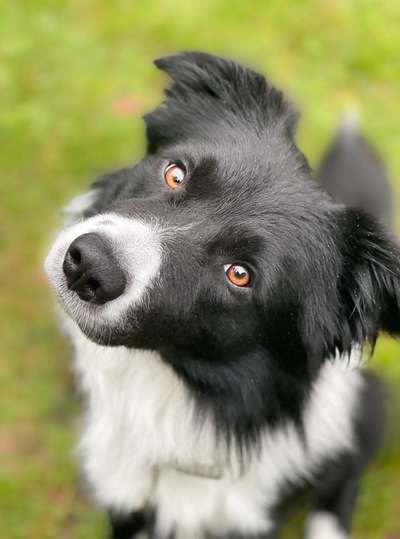 Zeigt mal eure border Collies :)-Beitrag-Bild