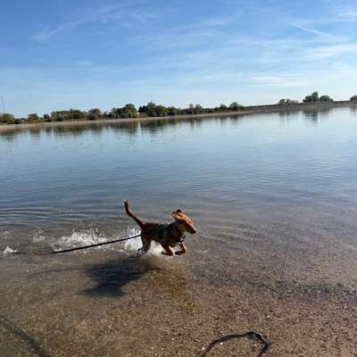 Hundetreffen-Junghund sucht Spielekameraden-Bild