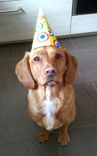 Hier ist der Spaßthread. Zum Schmunzeln und Kaputtlachen-Beitrag-Bild