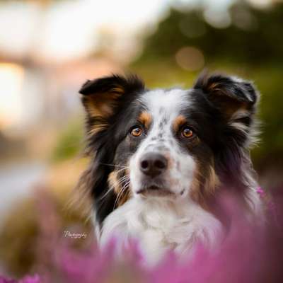 Hundetreffen-Coffee Date, Gassirunden 🐾-Bild