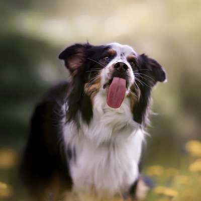 Hundetreffen-Gassirunden und Training 🐾-Bild