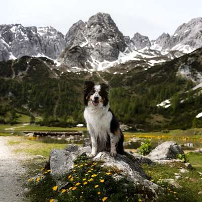 Hundetreffen-Gassirunden und Training 🐾-Bild