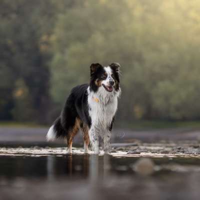 Hundetreffen-Gassirunde / Spielrunde 🐾-Bild