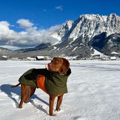 Hundemantel für schmalen großen Labrador-Beitrag-Bild