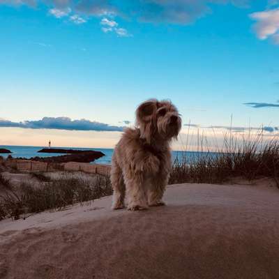 Hundetreffen-Begegnungstraining-Bild