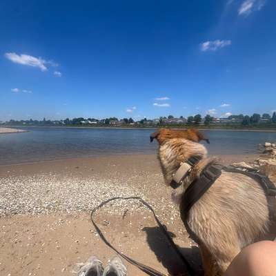 Hundetreffen-Entspannte Spaziergänge/Begegnungstraining-Bild