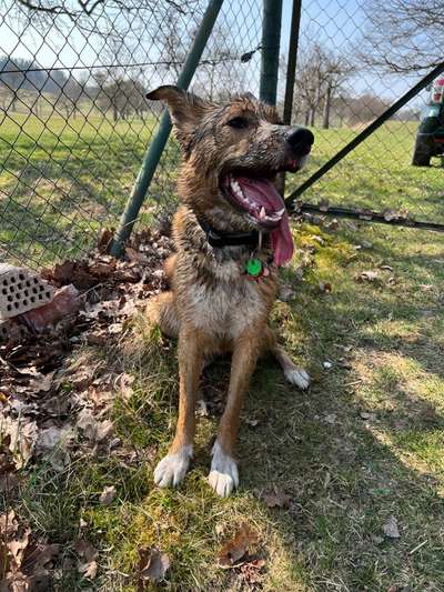 Bild wo euer Hund quatsch macht-Beitrag-Bild