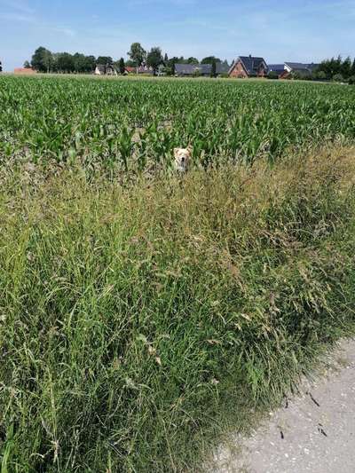 5. Hund im hohen Gras-Beitrag-Bild