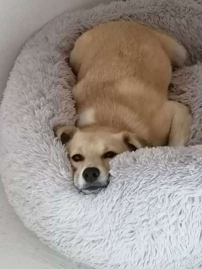 Dogorama Photo Challenge - Portrait-Beitrag-Bild