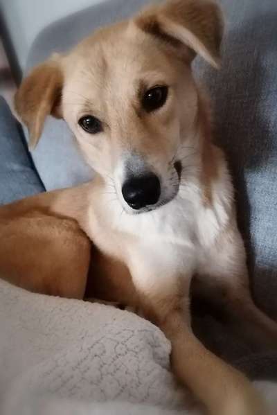 Mischlingshunde Foto Aufruf-Beitrag-Bild