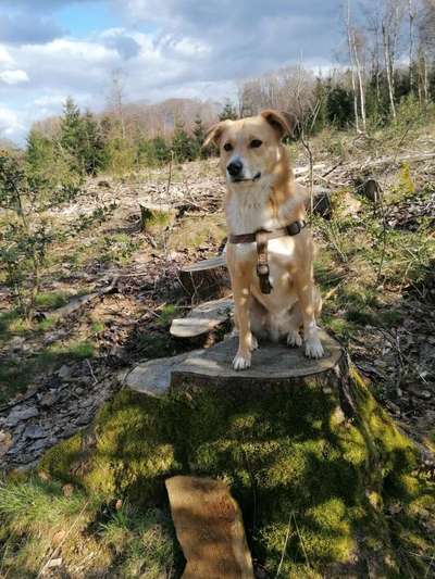 Auslandstierschutz-Beitrag-Bild