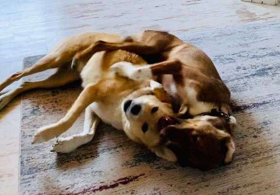 Dogorama Photo Challenge - Gegensätze-Beitrag-Bild