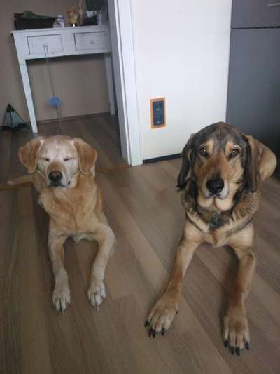 Unsere Fellnasen im Regenbogenland-Beitrag-Bild