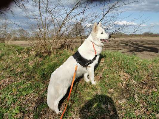 Weißer Schweizer Schäferhund-Beitrag-Bild