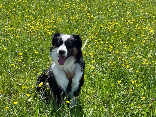 Hundetreffen-Spielen und üben bei gemeinsamen Gassirunden-Bild