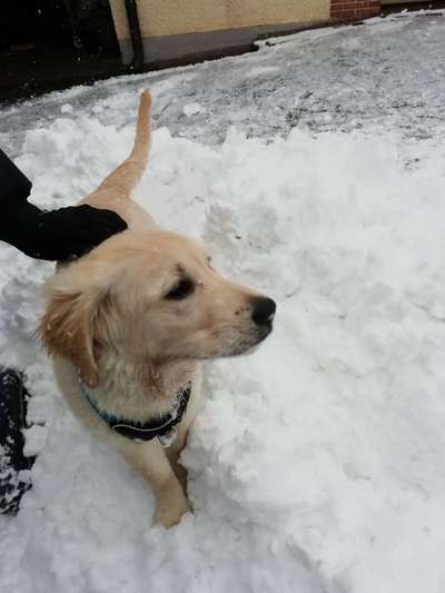 Wo sind die Golden Retriever Liebhaber?-Beitrag-Bild