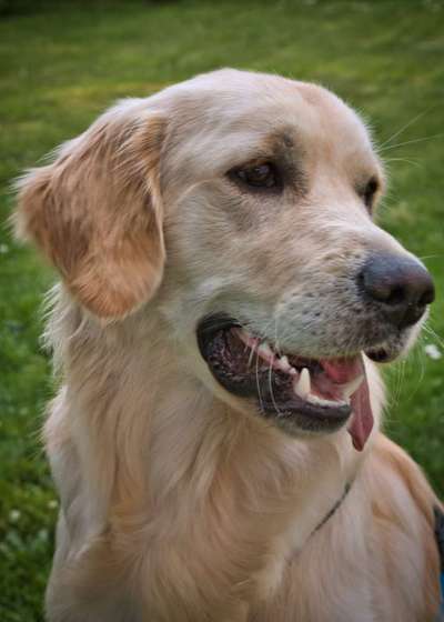 Wo sind die Golden Retriever Liebhaber?-Beitrag-Bild