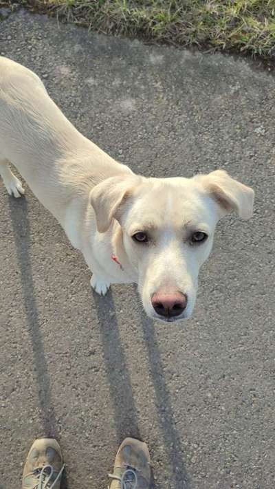 Hundetreffen-Spaziergang für Mensch und Hund :-)-Bild