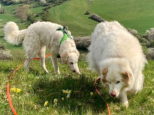 Herdenschutzhunde-Beitrag-Bild