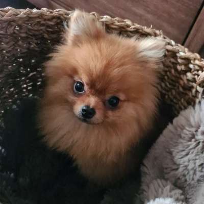 Hundetreffen-Spielrunde Dünnwald/ Höhenhaus-Bild