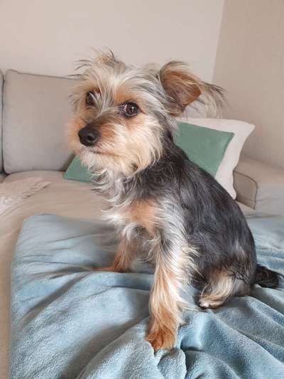 Yorkshire Terrier-Beitrag-Bild