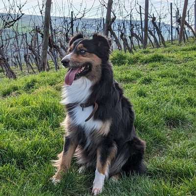 Hundetreffen-Hundebegegnungen, gemeinsames Toben-Bild