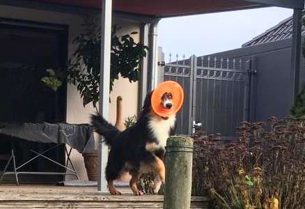 Dogorama Photo Challenge - Fail/Outtakes-Beitrag-Bild