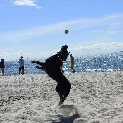 Dogorama-Monats-Challenge-Mai "Wasser"-Beitrag-Bild