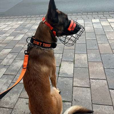 Hundetreffen-Social Walk-Bild