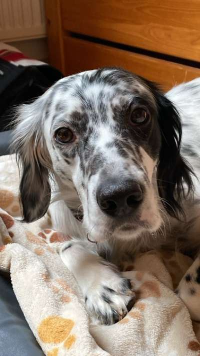 English Setter-Beitrag-Bild