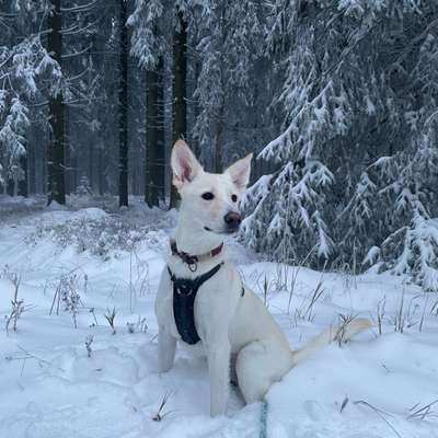 Hundetreffen-Gassi gehen / Spieletreffen-Bild