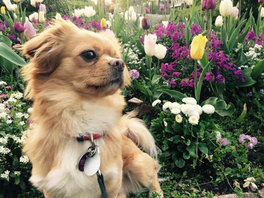 Die Dogorama Monats Challenge "Es grünt und blüht"-Beitrag-Bild