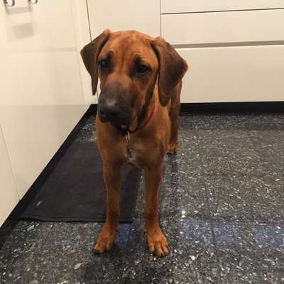 Hundetreffen-Junghunde in Schenefeld-Profilbild