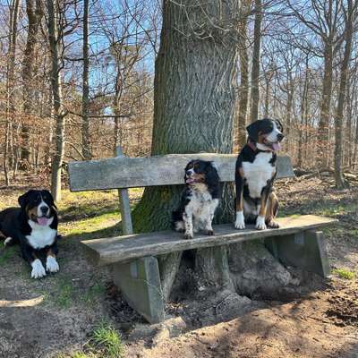 Hundetreffen-Spielen und spazieren-Bild