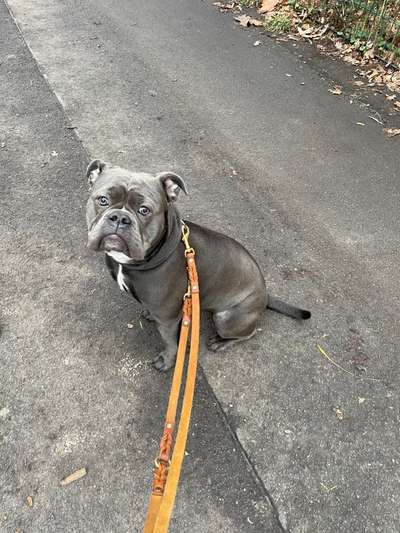 Olde English Bulldogge-Beitrag-Bild