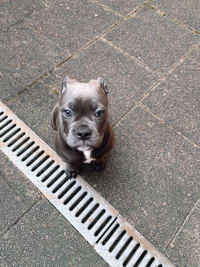 Olde English Bulldogge-Beitrag-Bild