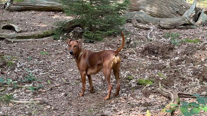 Hundetreffen-Gassirunde um Körle-Bild