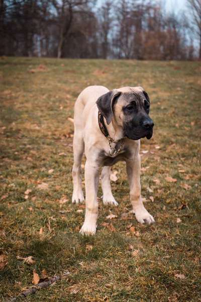 Seltene Rassen!-Beitrag-Bild