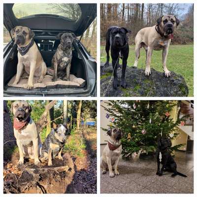 Presa Canario-Beitrag-Bild