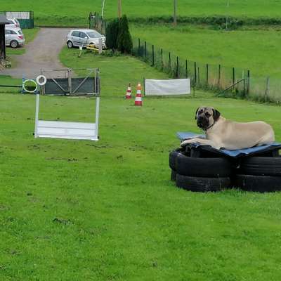 Hundeschulen-Hundefreunde Bergisch Land e.V-Bild