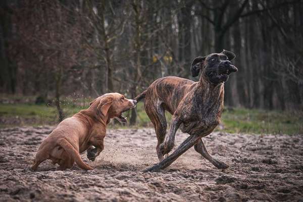 Dogorama Photo Challenge - Fail/Outtakes-Beitrag-Bild