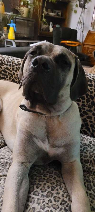 Rassen und ihre Eigenschaften-Beitrag-Bild